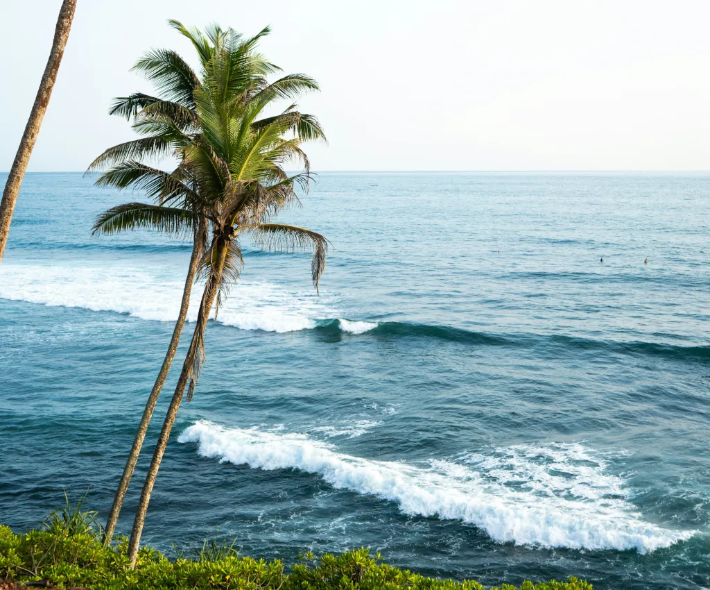 Coconut trees with a sunny sky in Sri Lanka
