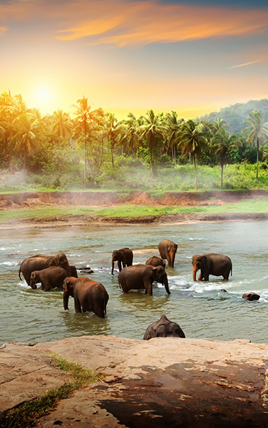 WILD ELEPHANTS IN SRI LANKA